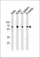 HDAC1 Antibody (C-term)